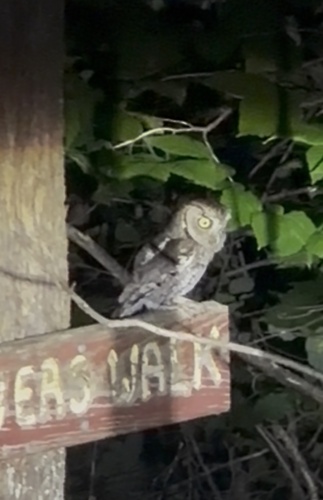 Eastern Screech-Owl observed by abrumfi