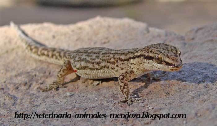 Borelli's Marked Gecko