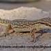 Borelli's Marked Gecko - Photo (c) Manuel Godoy, some rights reserved (CC BY-NC), uploaded by Manuel Godoy