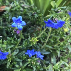Glandora diffusa