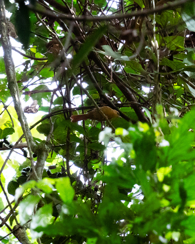 Ochre-breasted Foliage-gleaner (Anabacerthia lichtensteini)