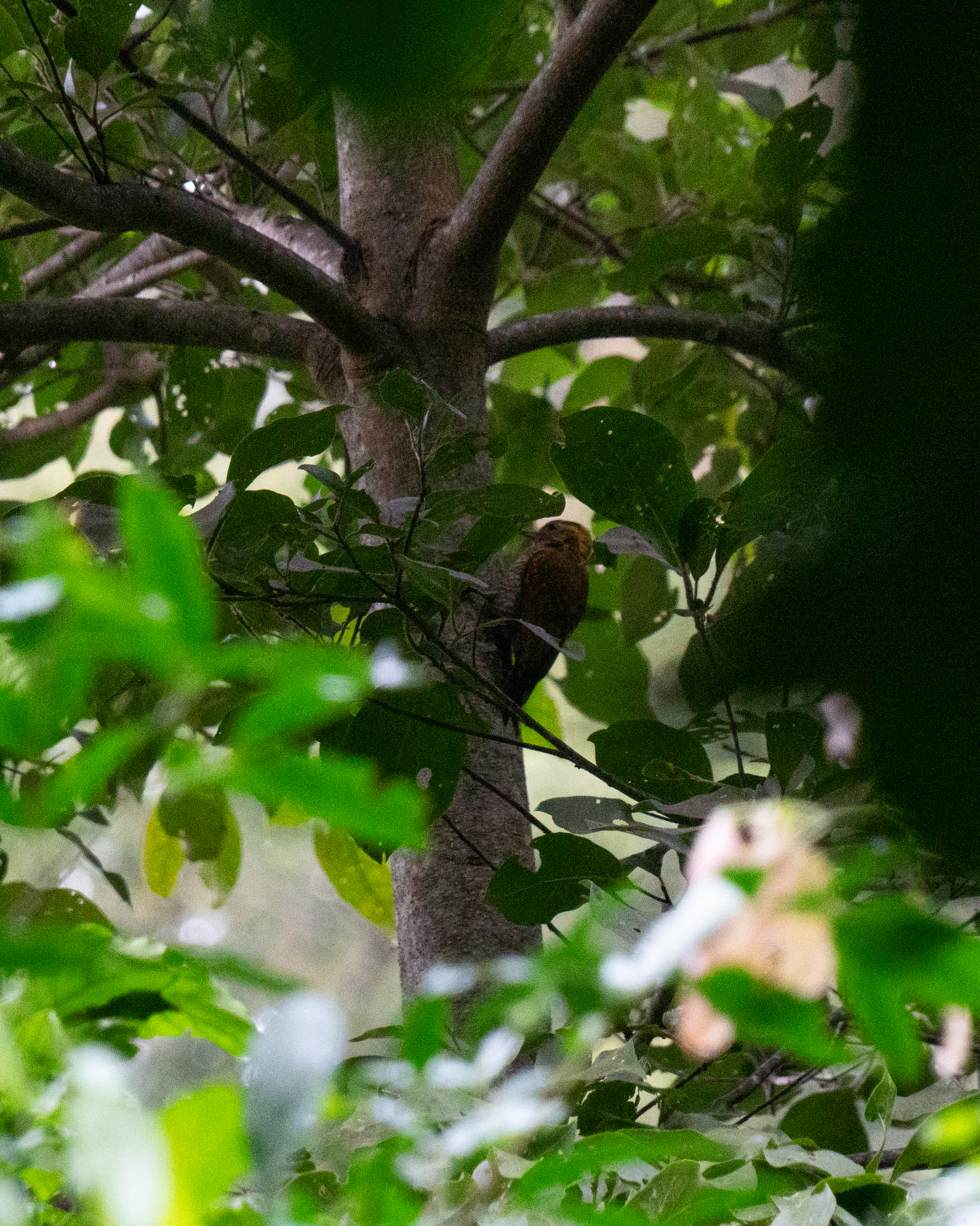 Yellow-eared Woodpecker (Veniliornis maculifrons), photo 6