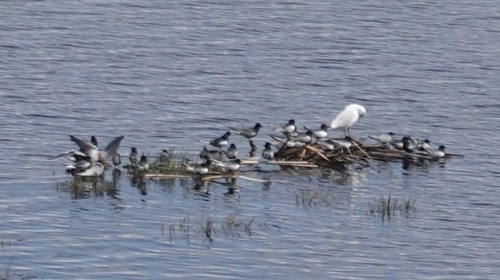 iNaturalist image