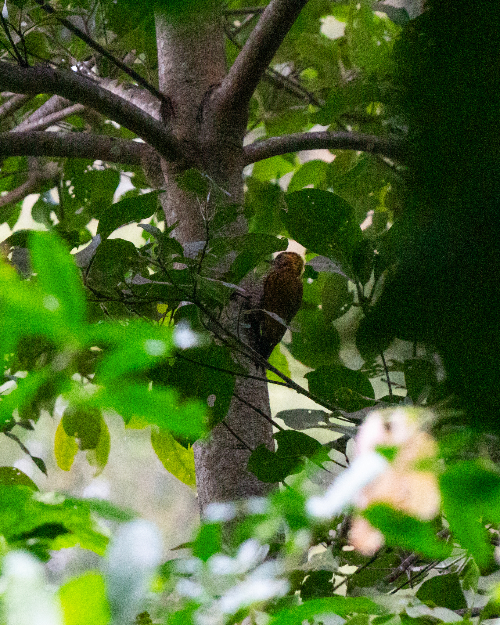Yellow-eared Woodpecker (Veniliornis maculifrons), photo 7