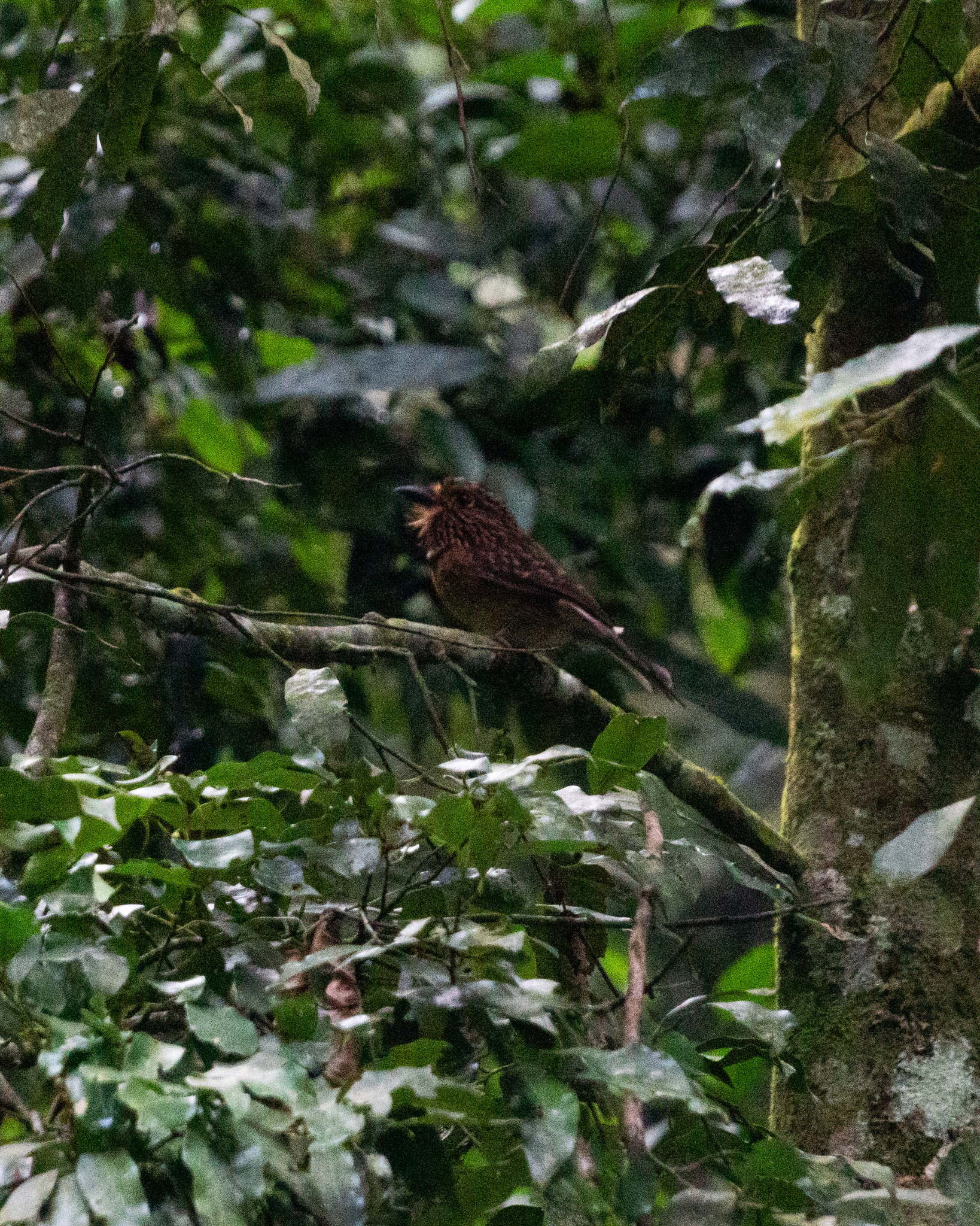 Crescent-chested Puffbird (Malacoptila striata), photo 10