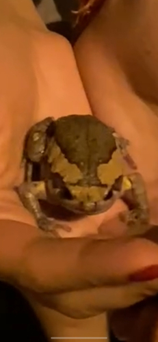 Asian Painted Frog