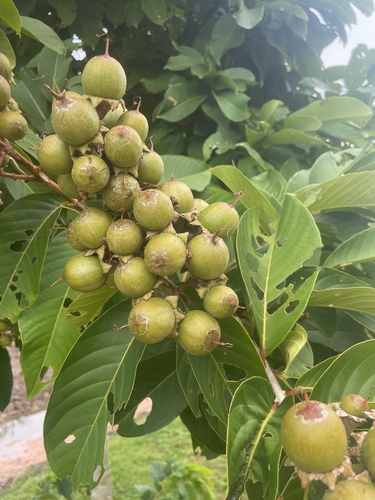 Giant Crepe-myrtle