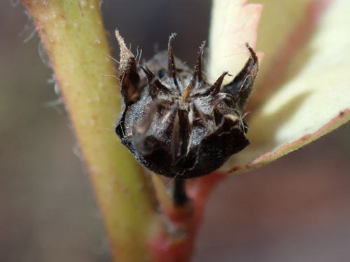 Sida planicaulis observed 2026-05-31