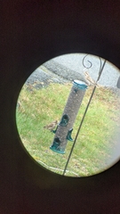 Haemorhous purpureus purpureus