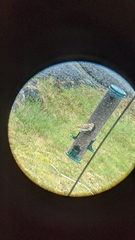 Haemorhous purpureus purpureus