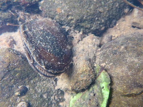Echyridella menziesii