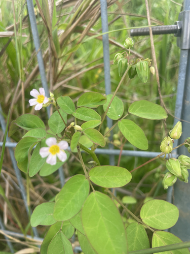 Lavender Sorrel