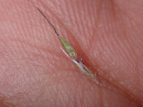 Bothriochloa pertusa observed 2026-05-31