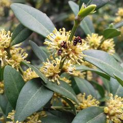 Anthrenus scrophulariae