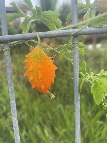 Bitter Melon