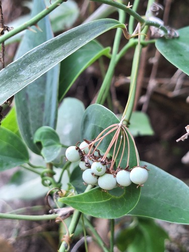Smilax glabra observed 2026-05-31