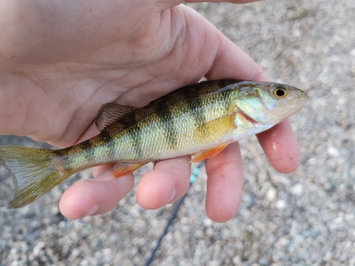 Yellow Perch