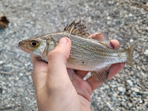 White Perch