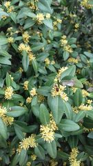 Anthrenus scrophulariae