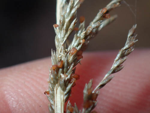 Sporobolus africanus observed 2026-05-31