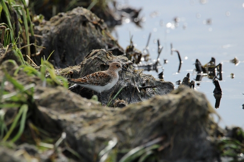 iNaturalist image