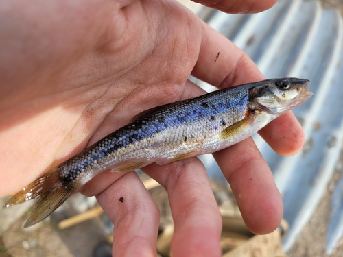 Lake Chub