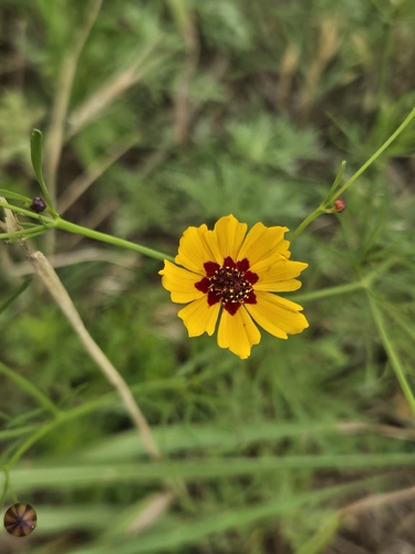 plains coreopsis