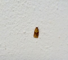 Aphelia peramplana
