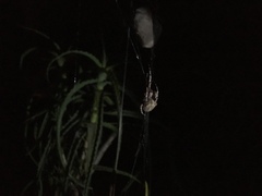 Caerostris sexcuspidata