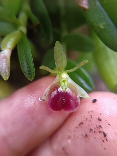 Epidendrum peperomia Rchb.f. 2