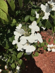 Hydrangea scandens