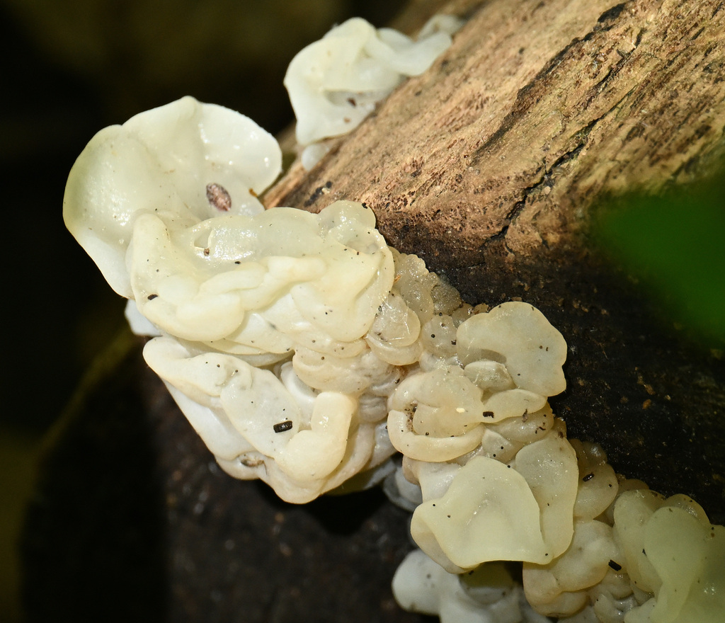 white jelly fungus · May 2026 · photo: Photo: (c) Dennis Vollmar, some rights reserved (CC BY) · iNaturalist