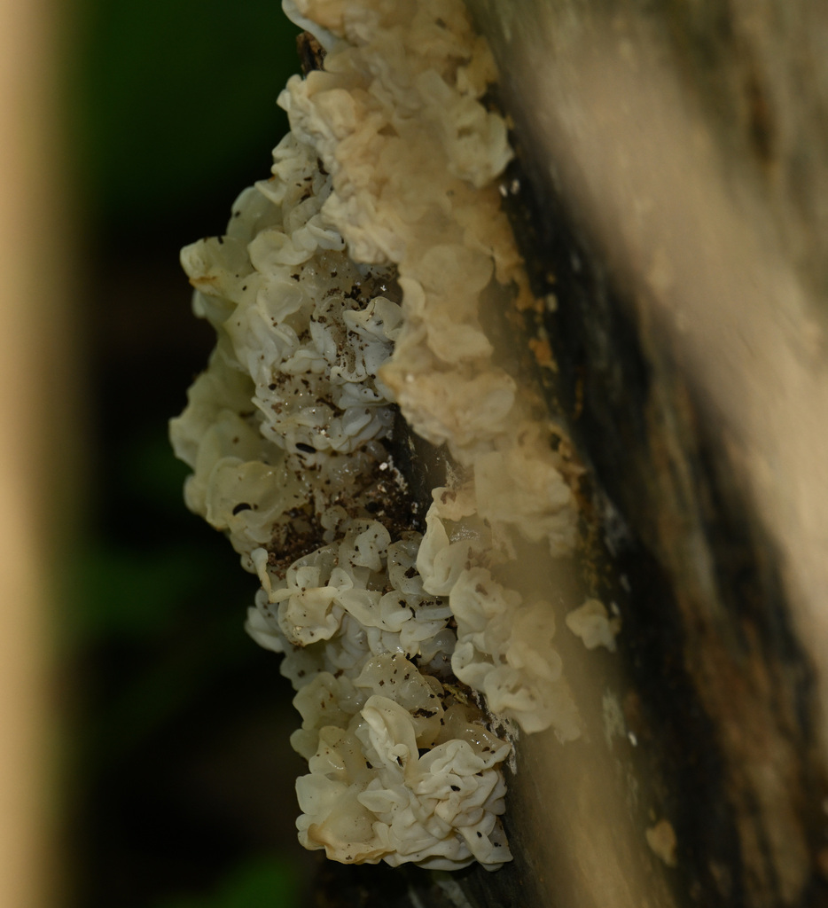 white jelly fungus · May 2026 · photo: Photo: (c) Dennis Vollmar, some rights reserved (CC BY) · iNaturalist