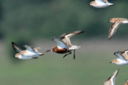 iNaturalist image