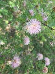 Mimosa borealis