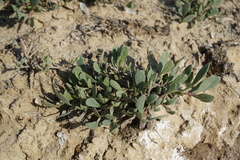 Atriplex verrucifera