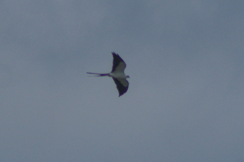 Swallow-tailed Kite