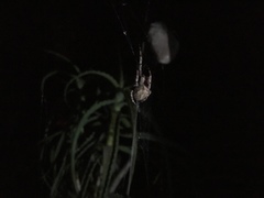 Caerostris sexcuspidata