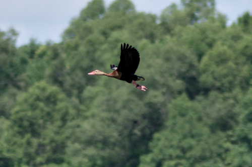 Black-bellied Whistling-Duck