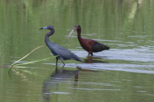 Glossy Ibis