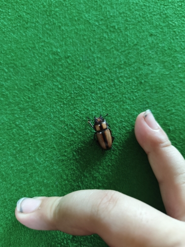 Prosopocoilus suturalis