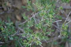 Atraphaxis replicata