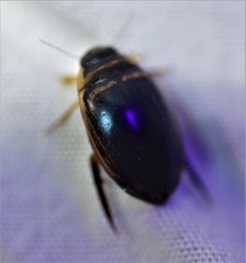 Thermonectus basillaris