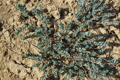 Reaumuria alternifolia