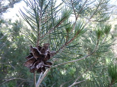 Pinus remota