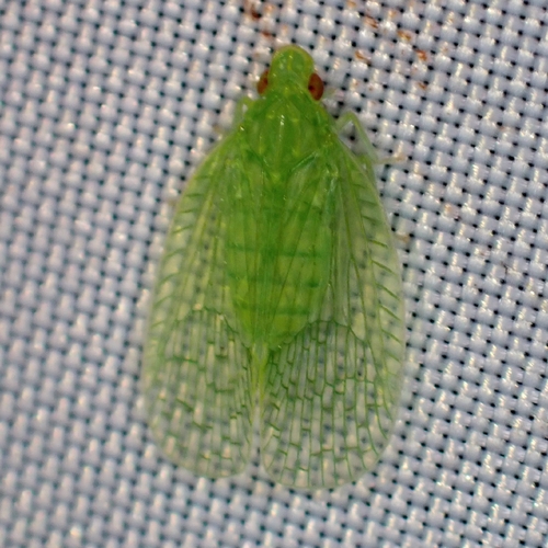 Ladellodes stali