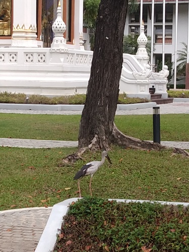 Asian Openbill
