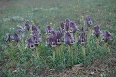 Iris acutiloba