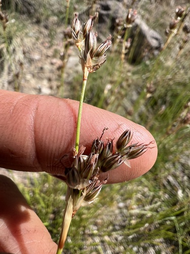 Juncus longistylis observed 2026-05-31
