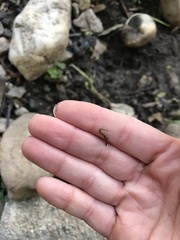 Bipalium adventitium